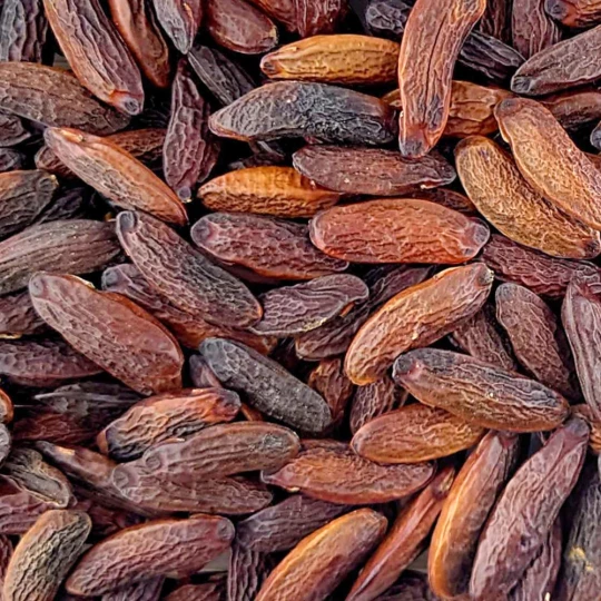 Fazole Tonka - Premium Line