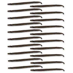 Vanilka Pravá Bourbon Lusk Uganda Gourmet 12-14 cm - Premium Line 20szt Woreczek próżniowy